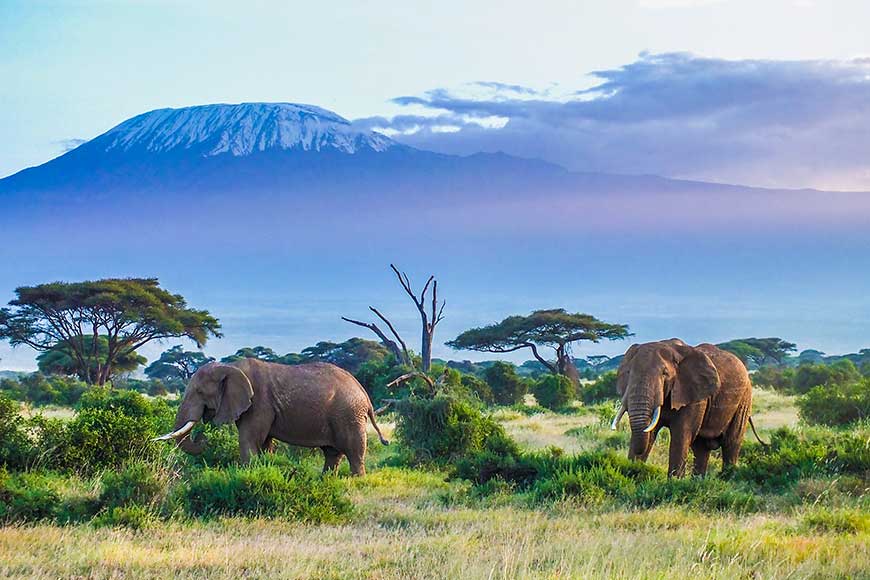 Africa Africa