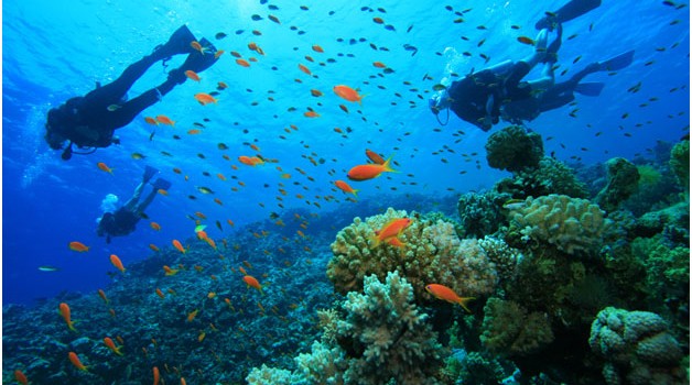 Musandam diving