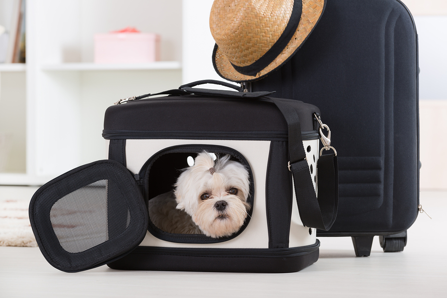 Leaving dubai and organisting your pets