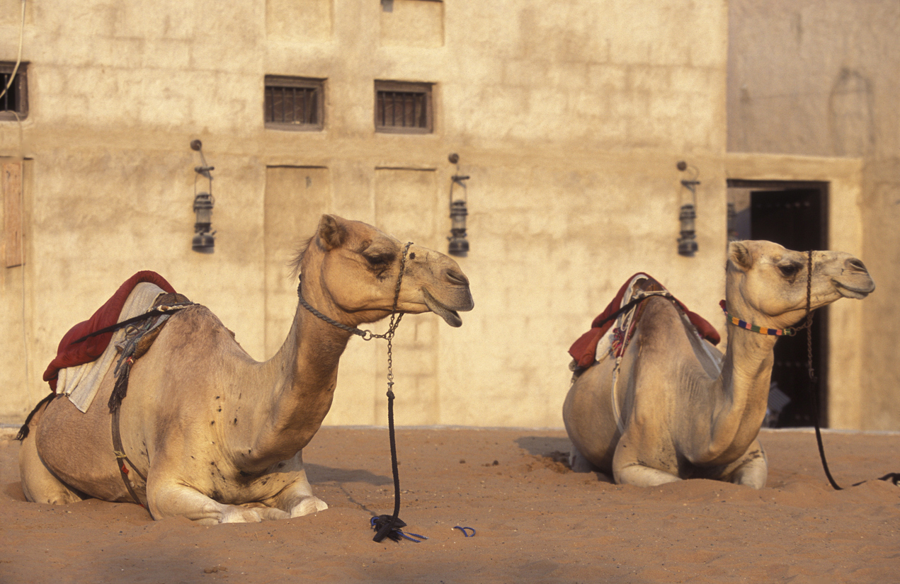 Lisaili Camel Market Dubai hidden treasure