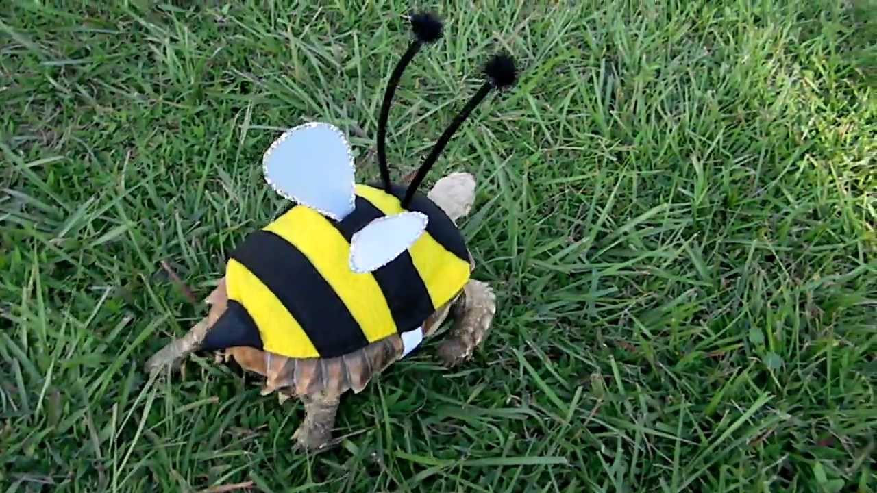Bumble Turtle