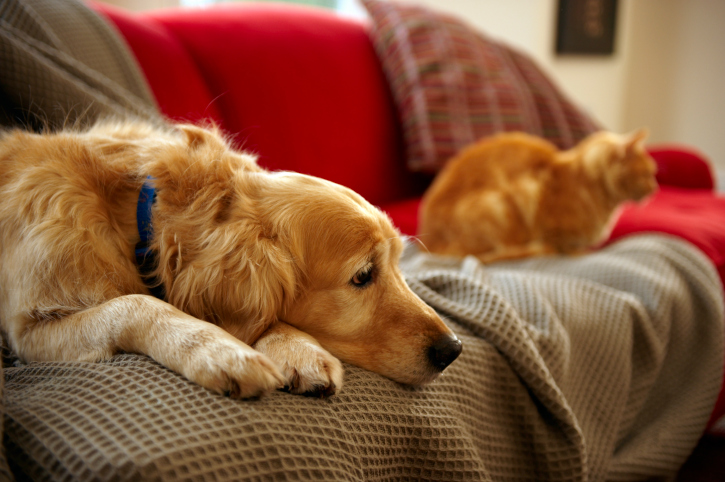pet sitting